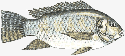 Tilápia